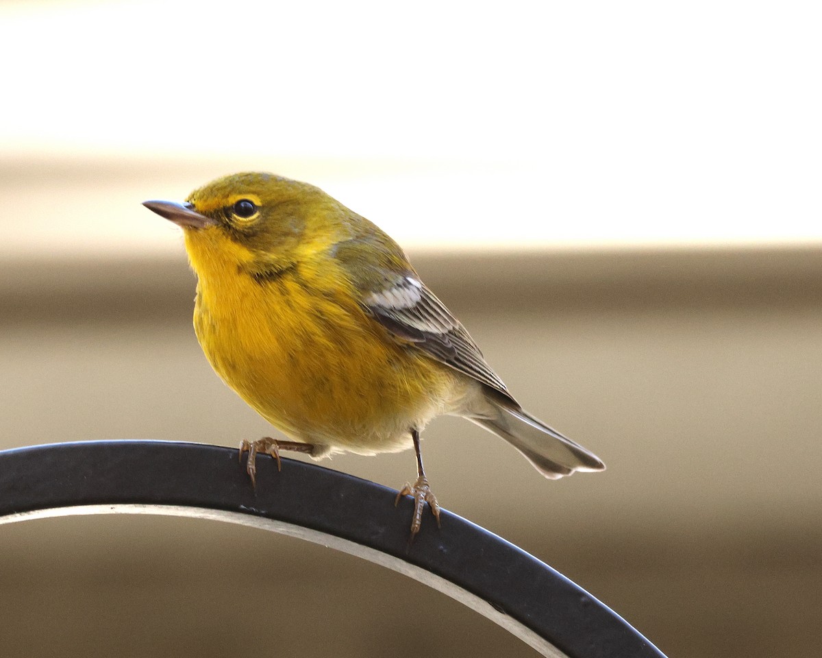 Pine Warbler - ML645124293