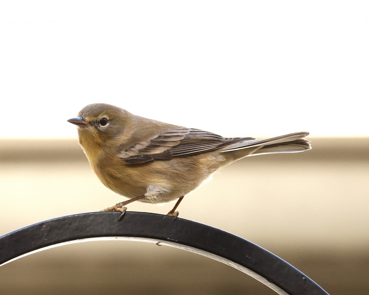 Pine Warbler - ML645124294