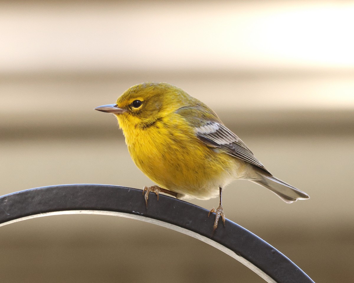 Pine Warbler - ML645124295