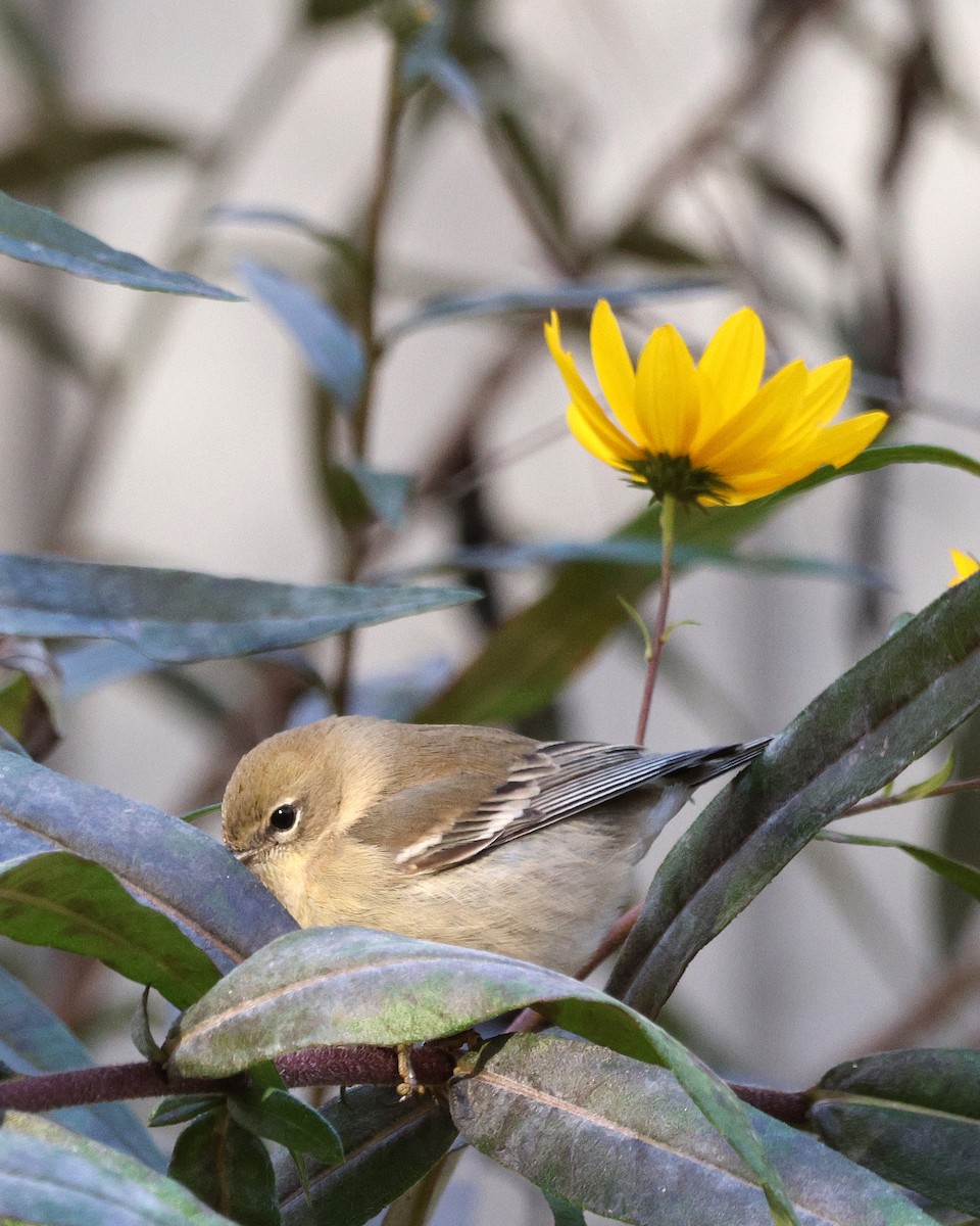 Pine Warbler - ML645124296