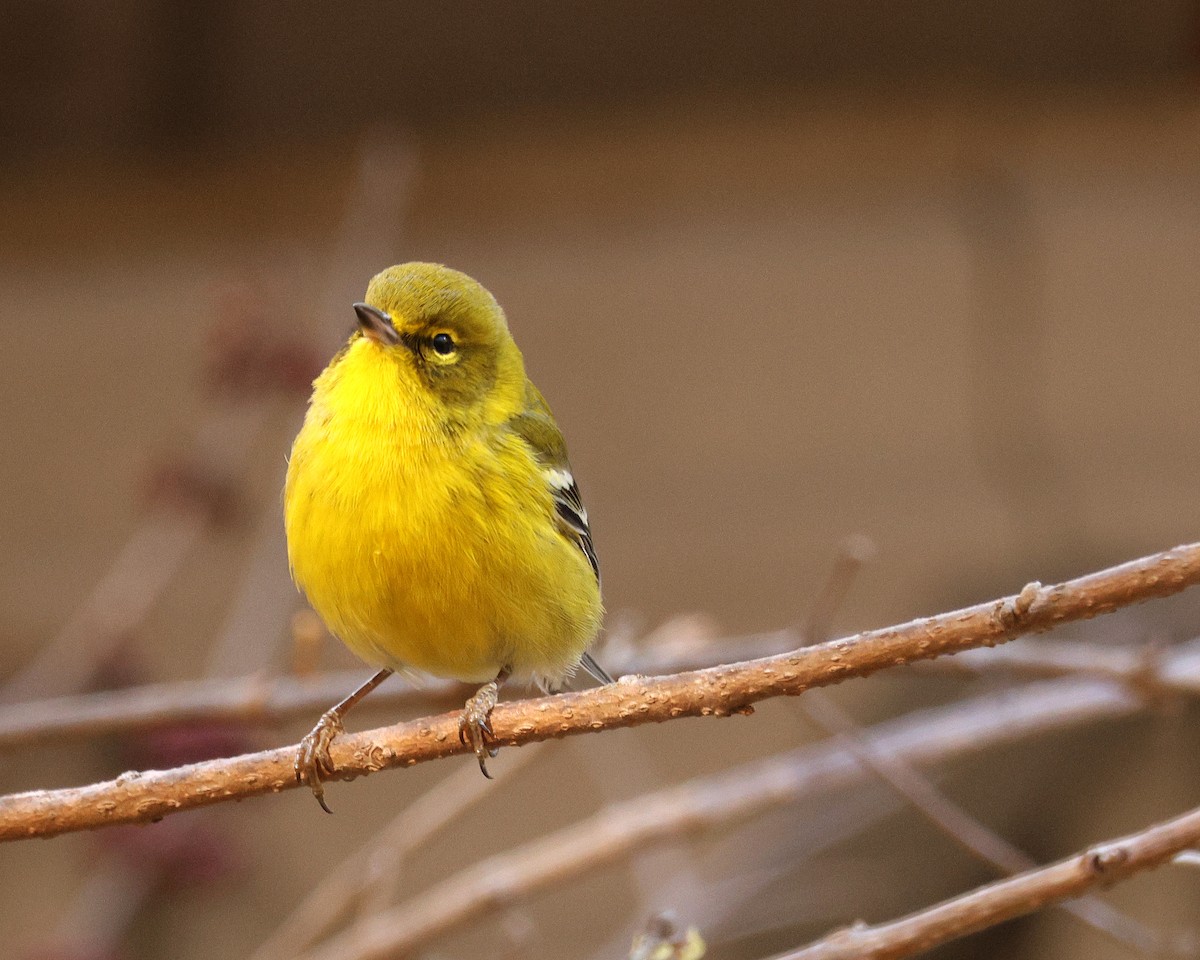 Pine Warbler - ML645124297