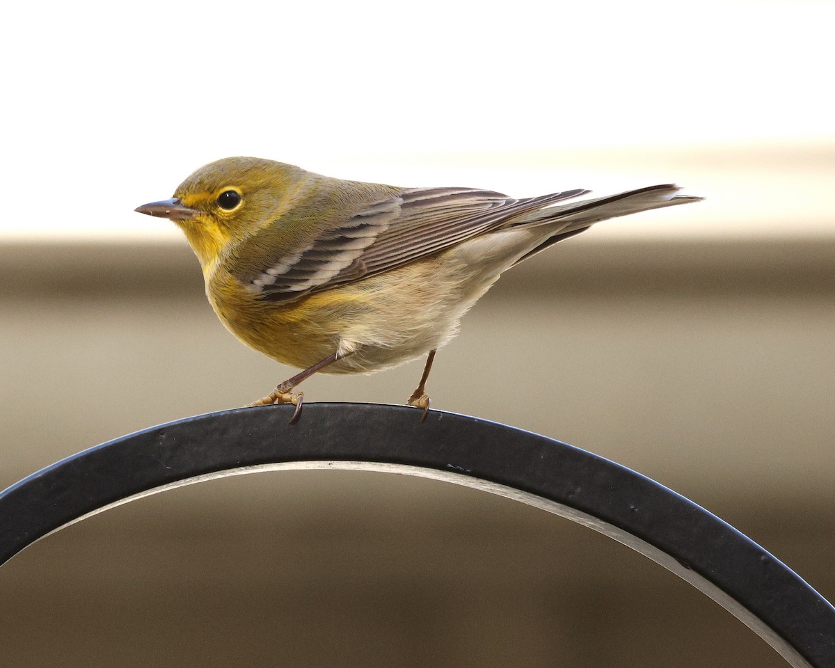 Pine Warbler - ML645124298