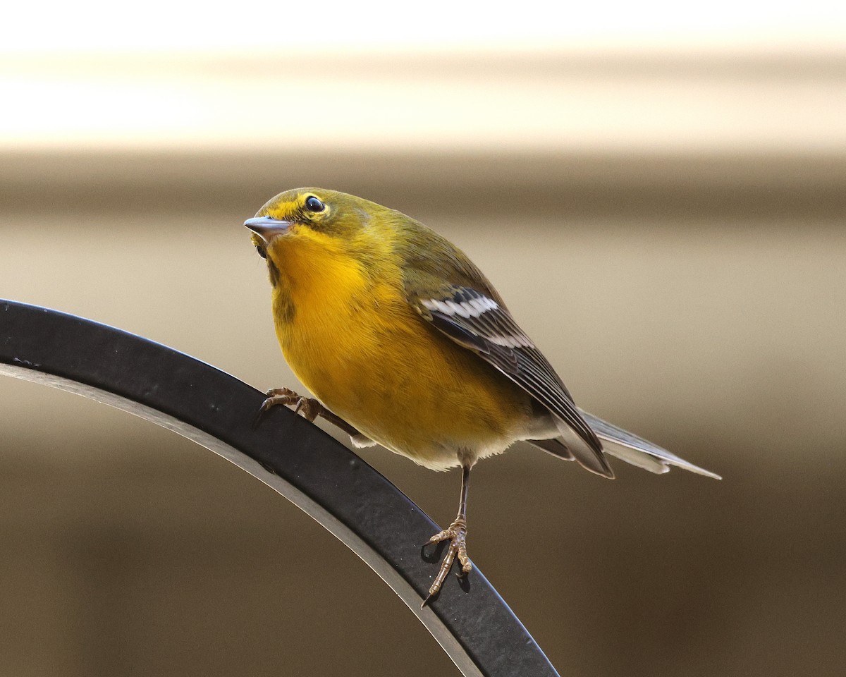Pine Warbler - ML645124301