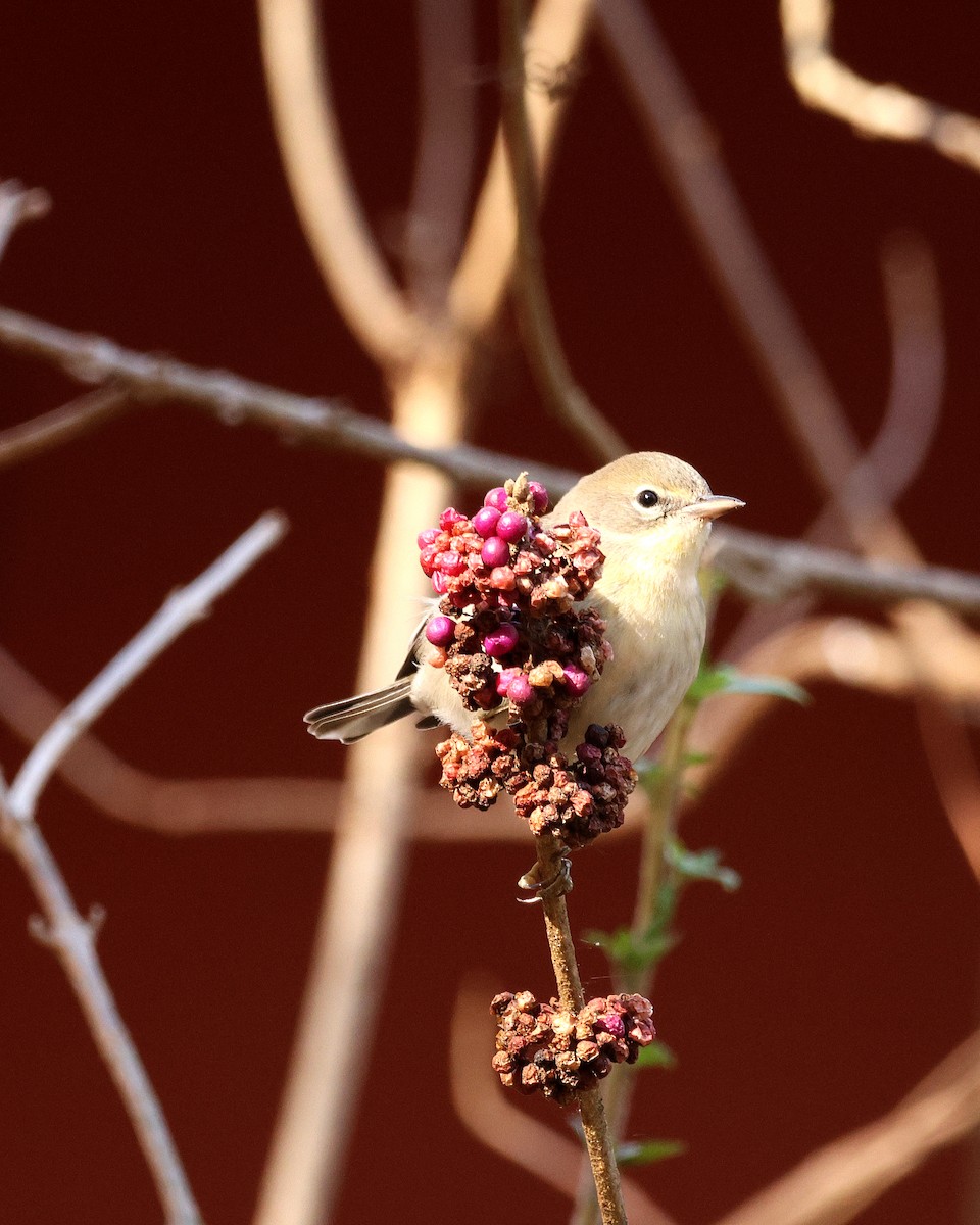 Pine Warbler - ML645124302