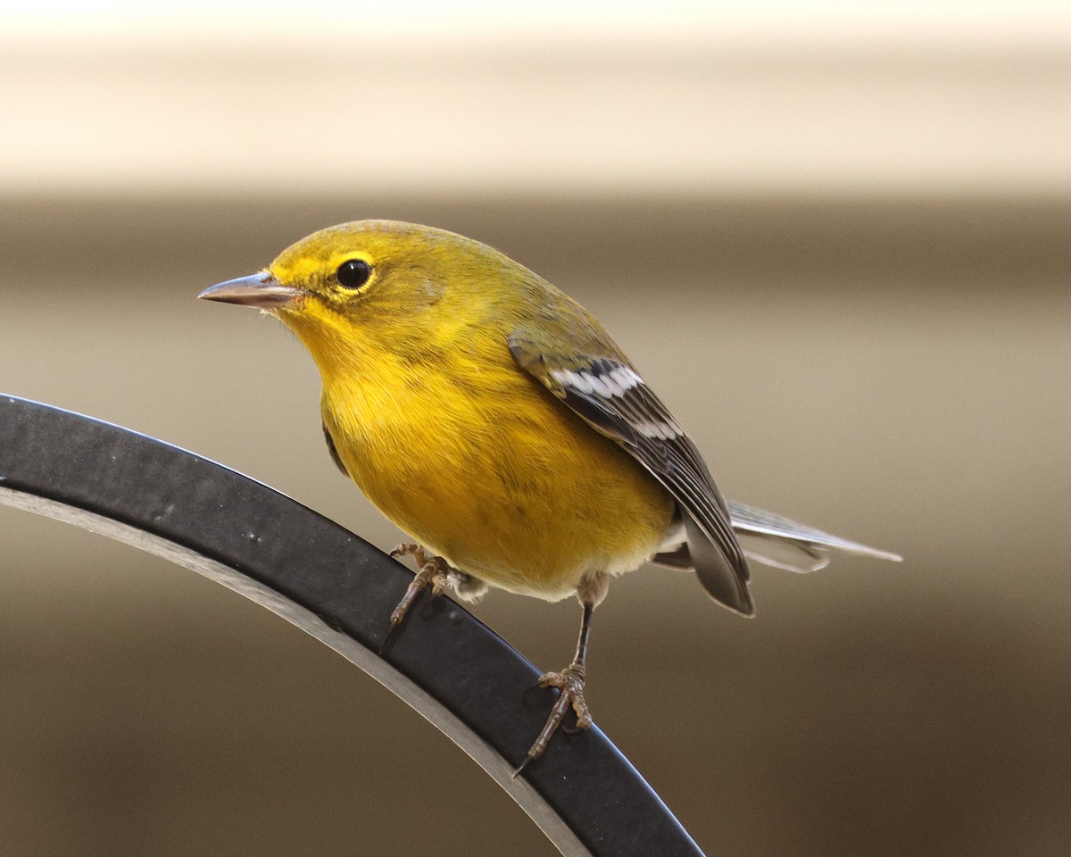 Pine Warbler - ML645124303