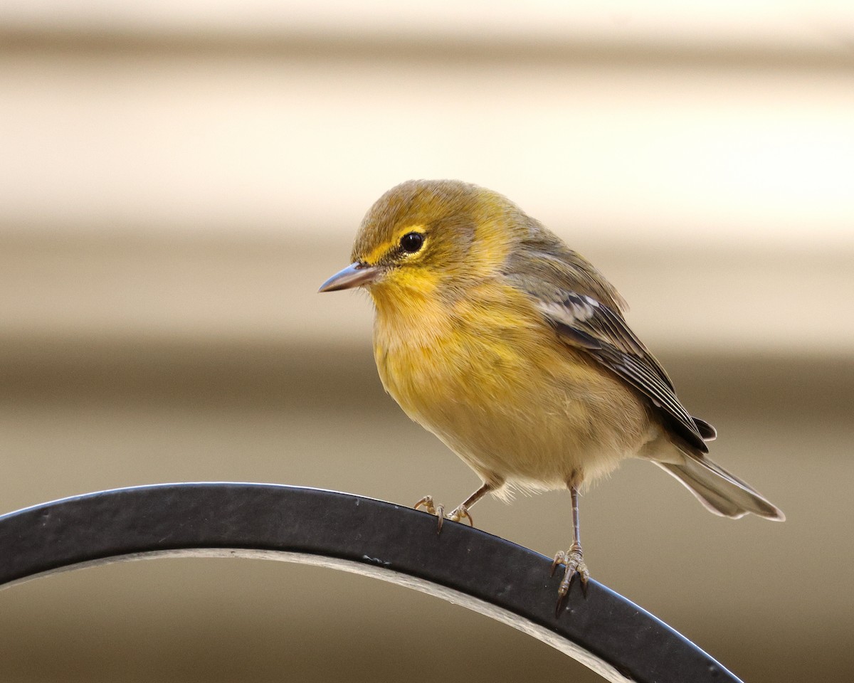 Pine Warbler - ML645124304