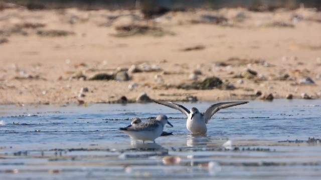 Sanderling - ML645124309