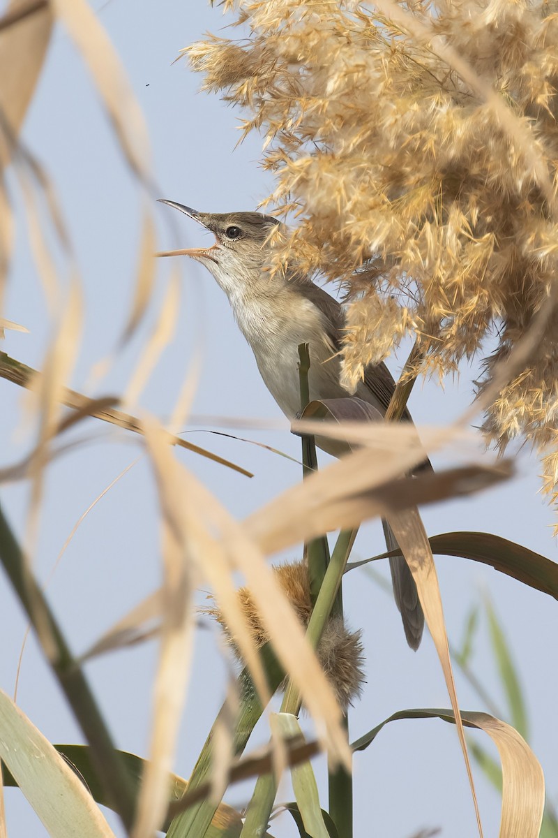 Lezkari zalapartaria - ML645124321