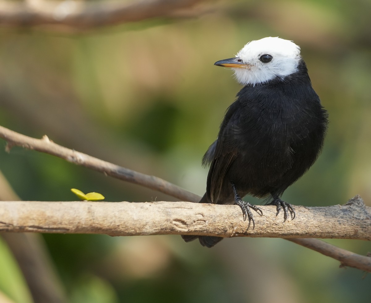 White-headed Marsh Tyrant - ML645124324
