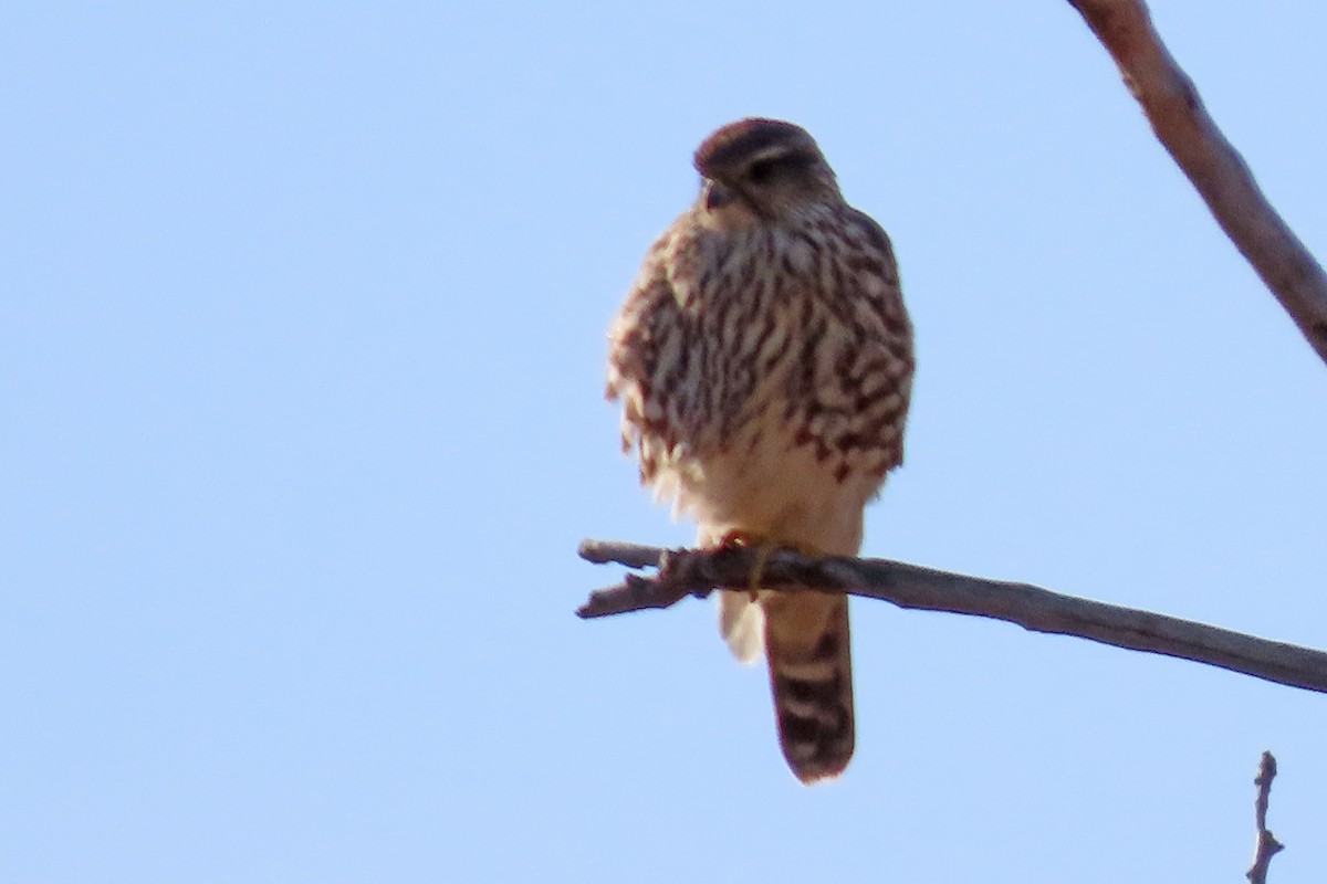 Merlin - ML645124339