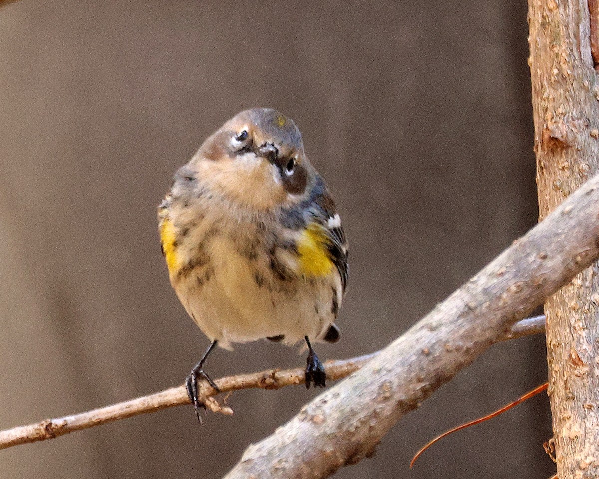 Yellow-rumped Warbler - ML645124342
