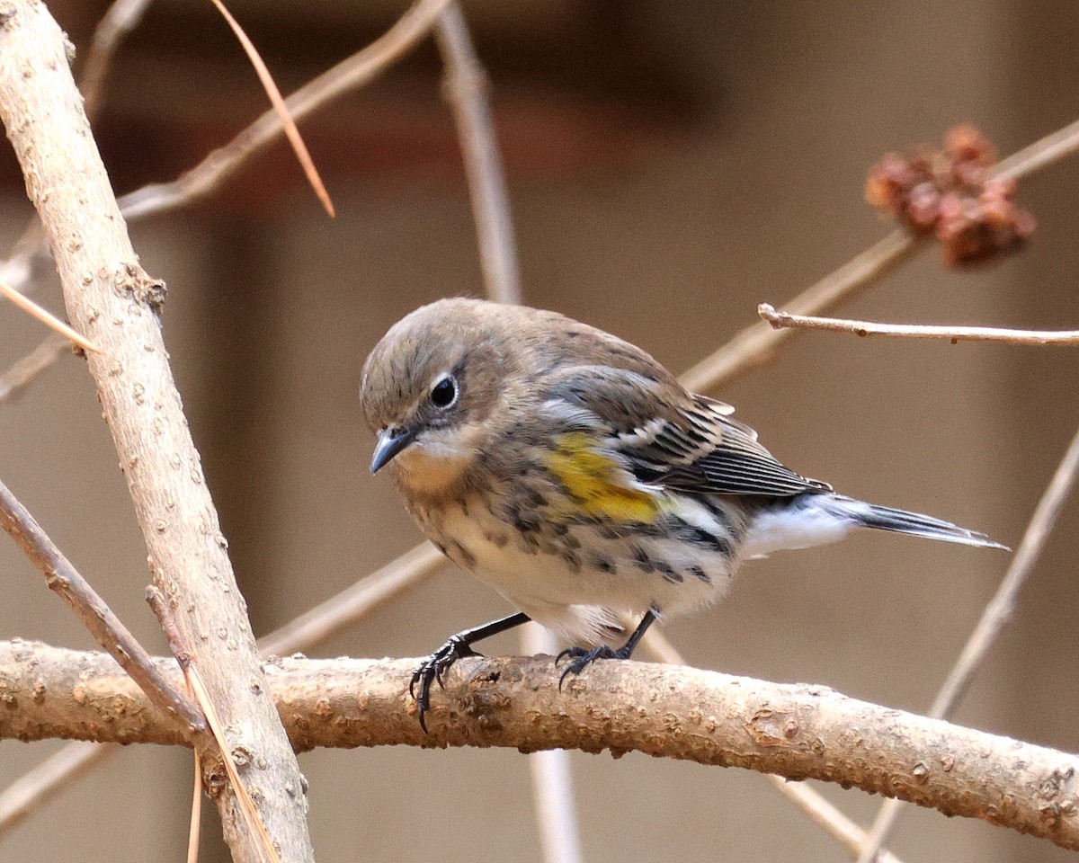 Yellow-rumped Warbler - ML645124343