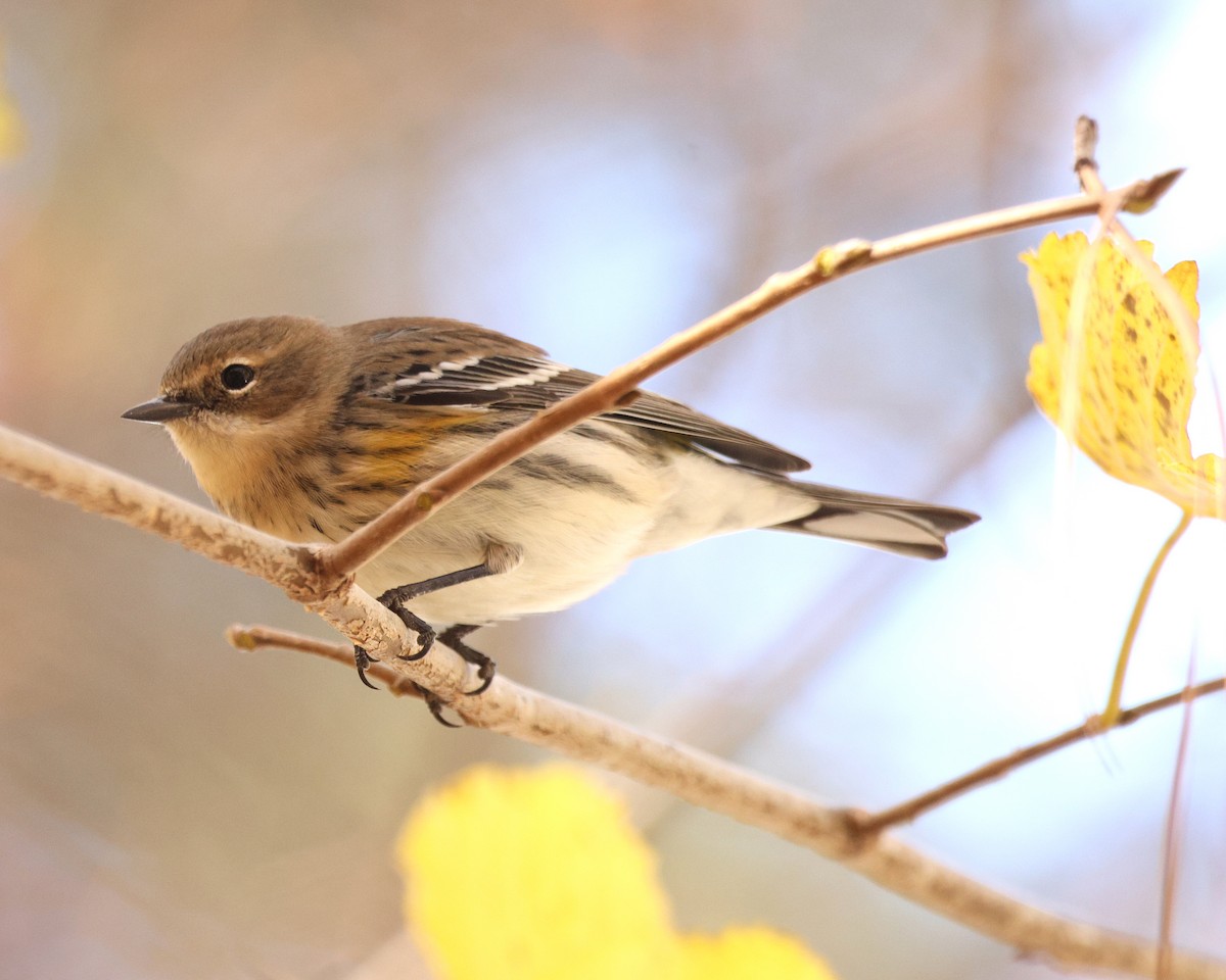 Yellow-rumped Warbler - ML645124345