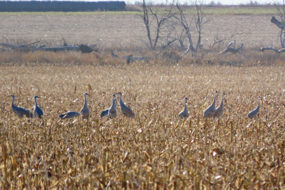 Sandhill Crane - ML645124351