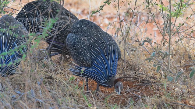 פנינית נשרית - ML645124352