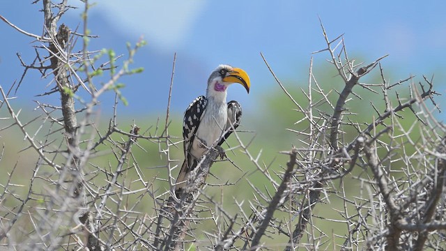 ヒガシキバシコサイチョウ - ML645124357