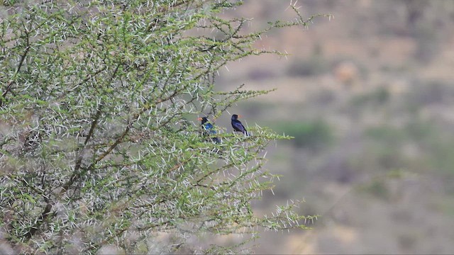 Irrisor à cimeterre - ML645124375