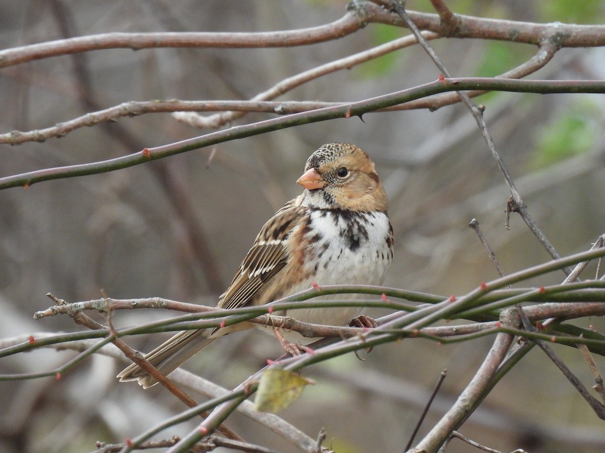Harris's Sparrow - ML645124377