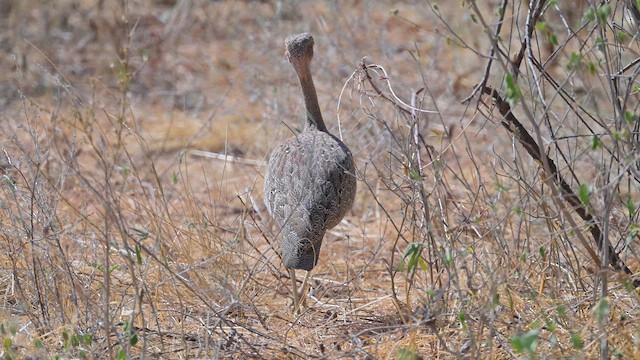 Buff-crested Bustard - ML645124384