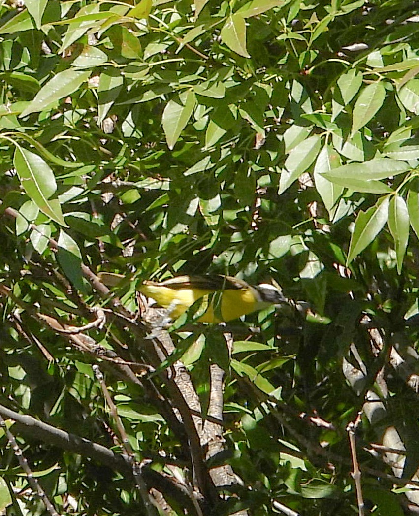 Sosyal Tiran - ML645124385