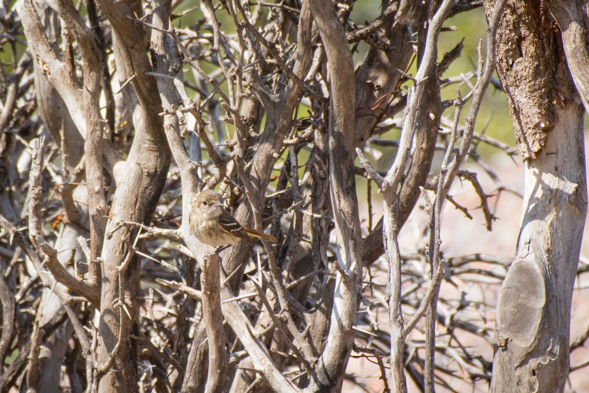 Bran-colored Flycatcher - ML645124403