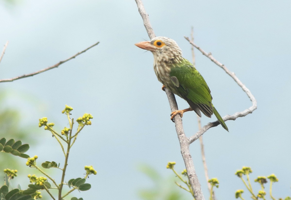 シロボシオオゴシキドリ - ML645124421