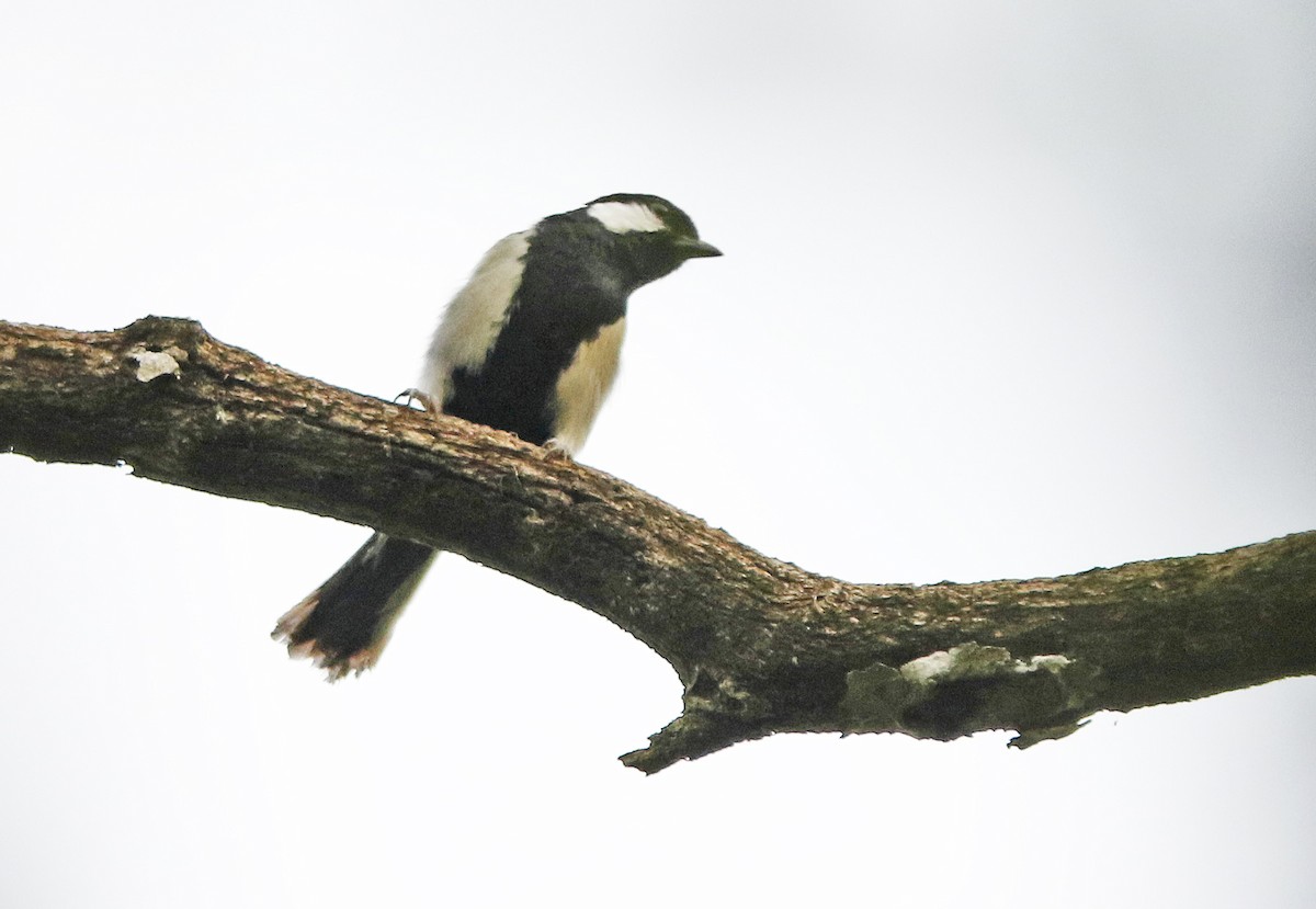 Asian Tit (Cinereous) - ML645124439