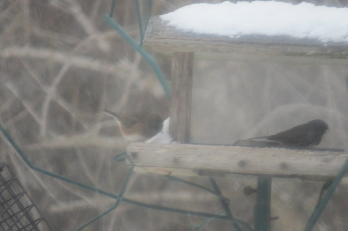 Dark-eyed Junco - ML645124449