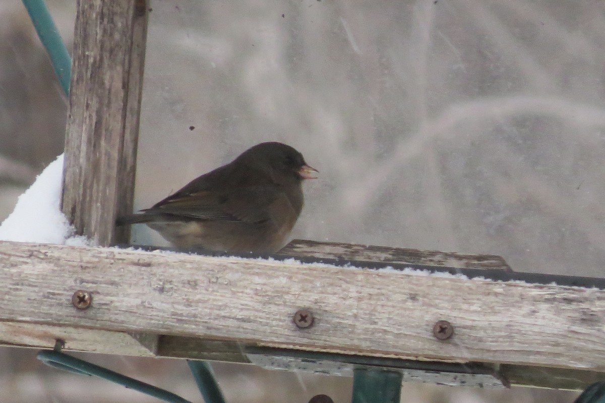 Dark-eyed Junco - ML645124450
