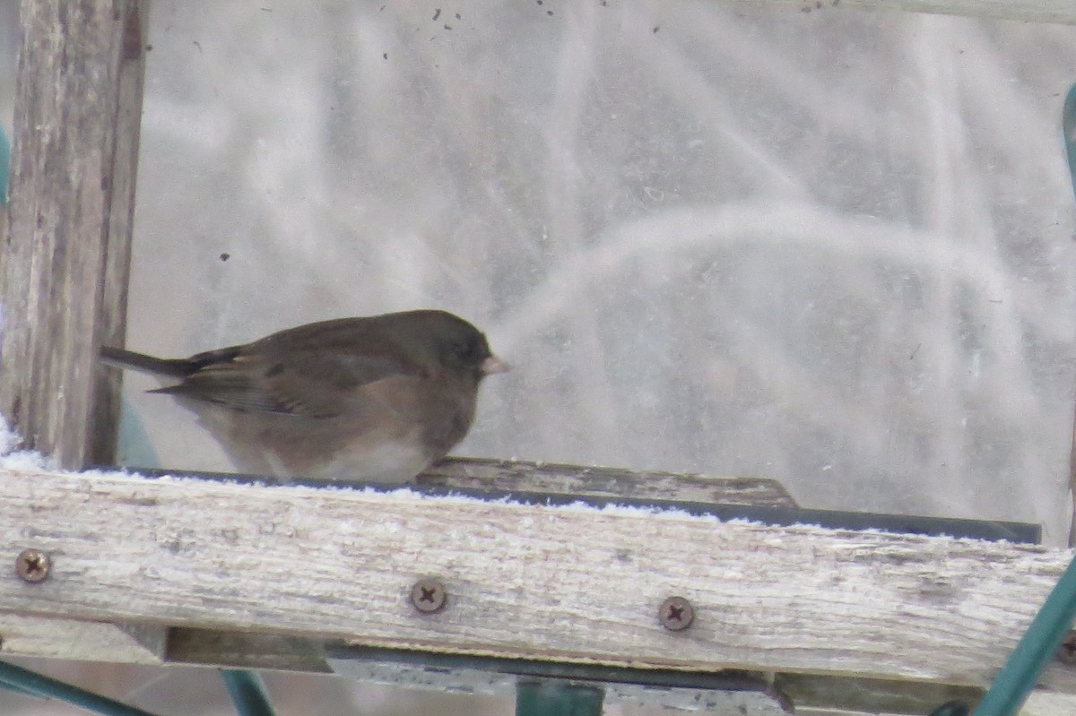 Dark-eyed Junco - ML645124451