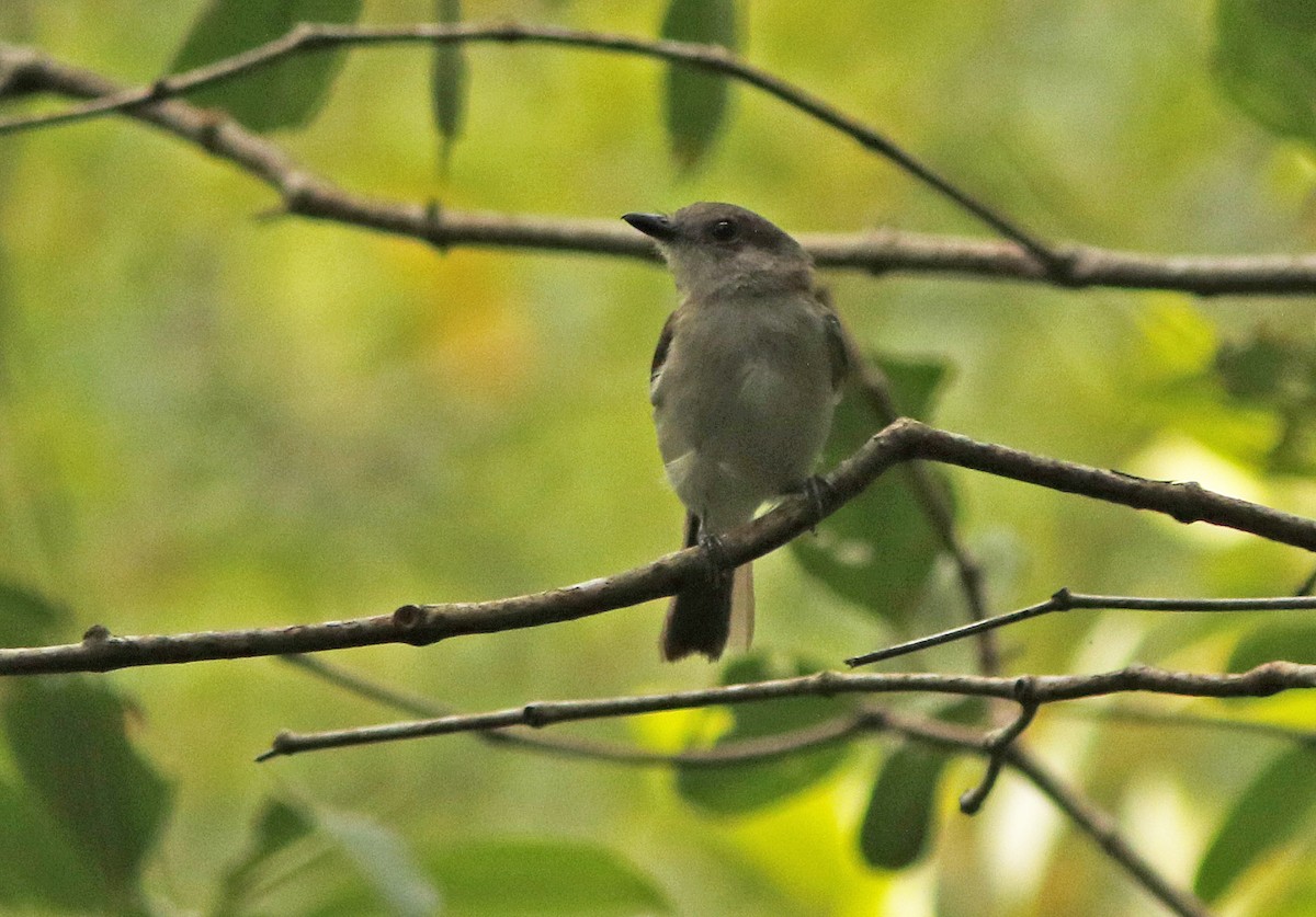 Mangrove Whistler - ML645124490