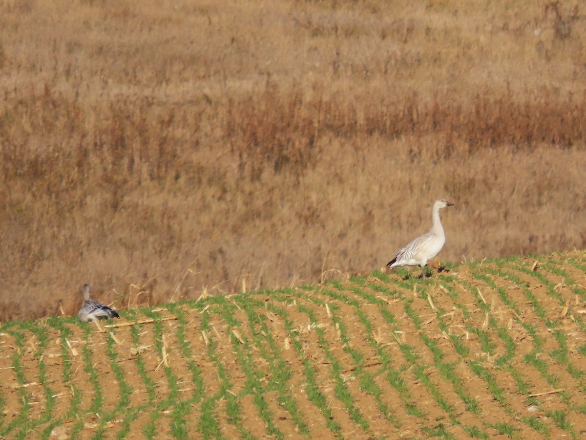 Snow Goose - ML645124499