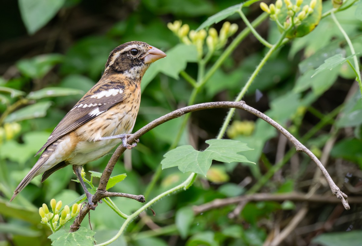 Al Göğüslü Kocabaş - ML645124523