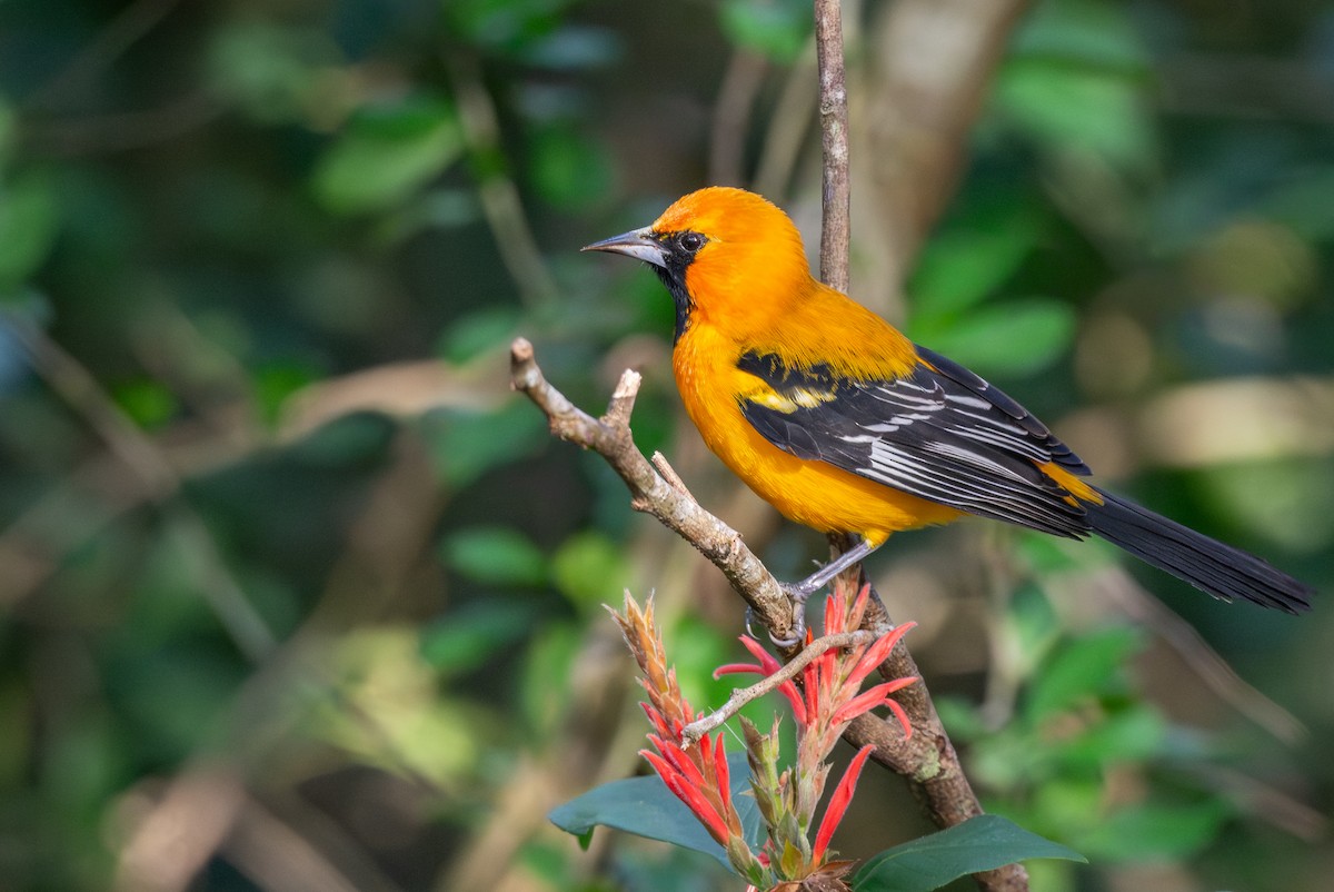 Yukatan Turpiyalı - ML645124527