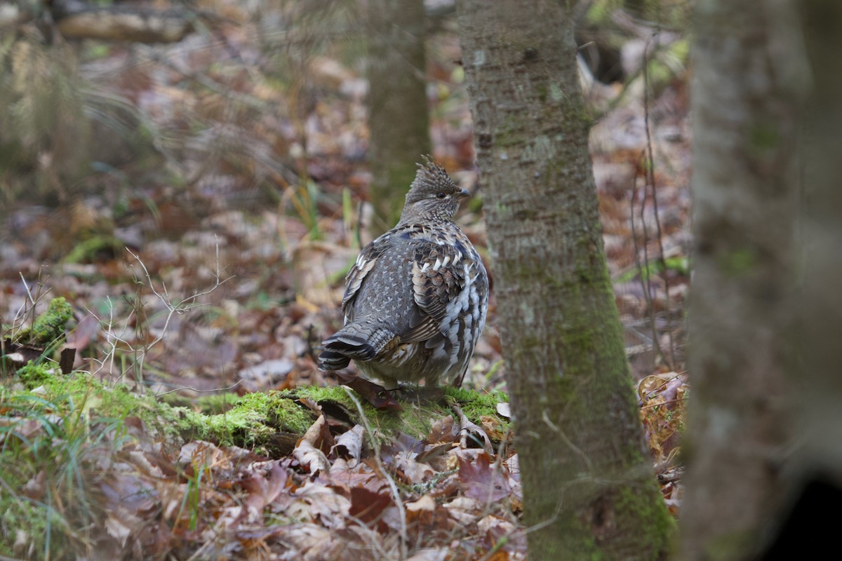 jeřábek kanadský - ML645124530