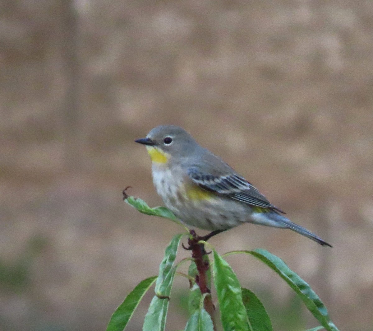 Yellow-rumped Warbler (Audubon's) - ML645124532