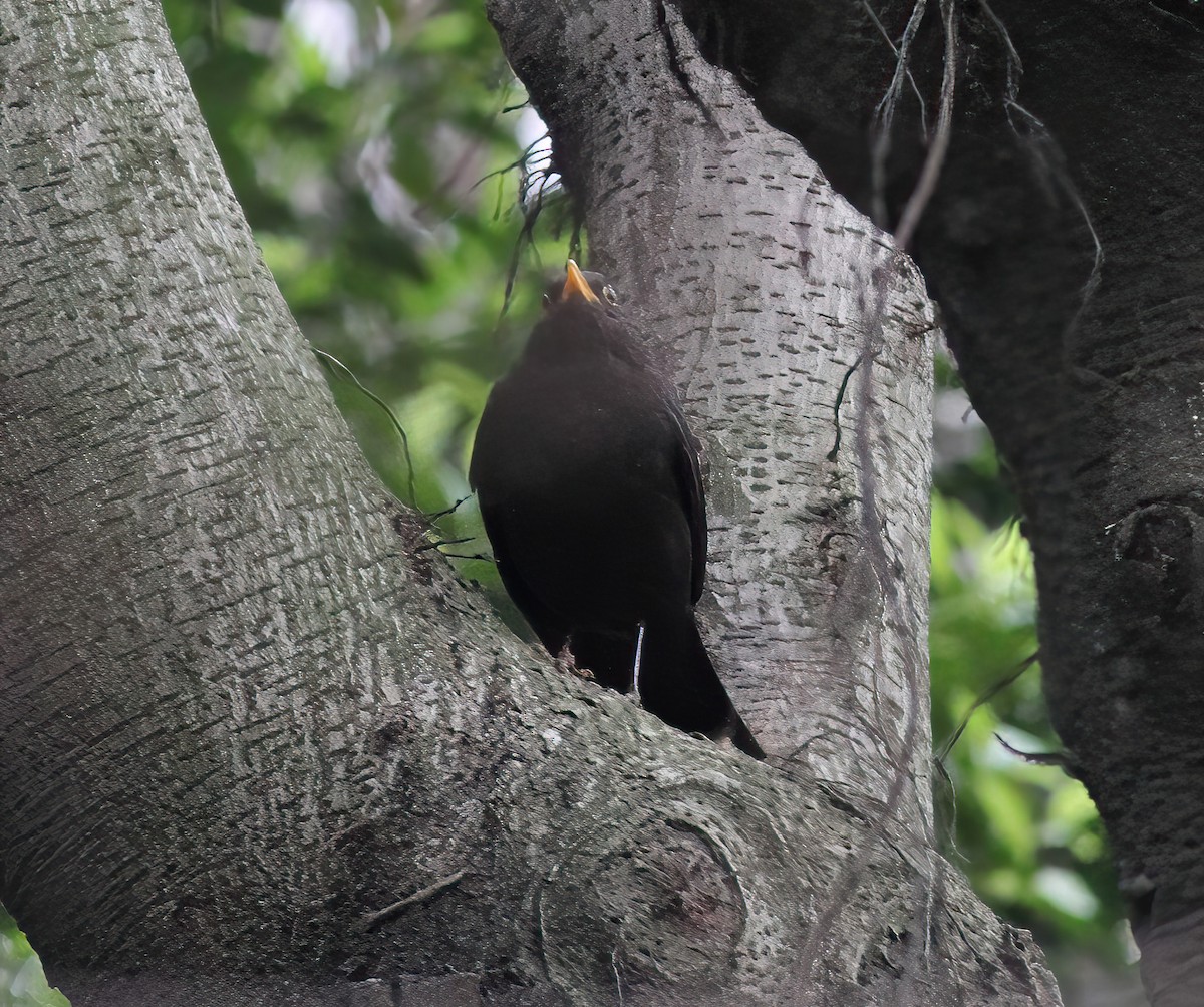 kos čínský - ML645124533