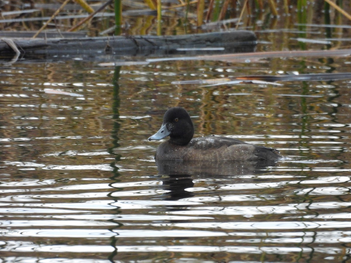 スズガモ - ML645124534