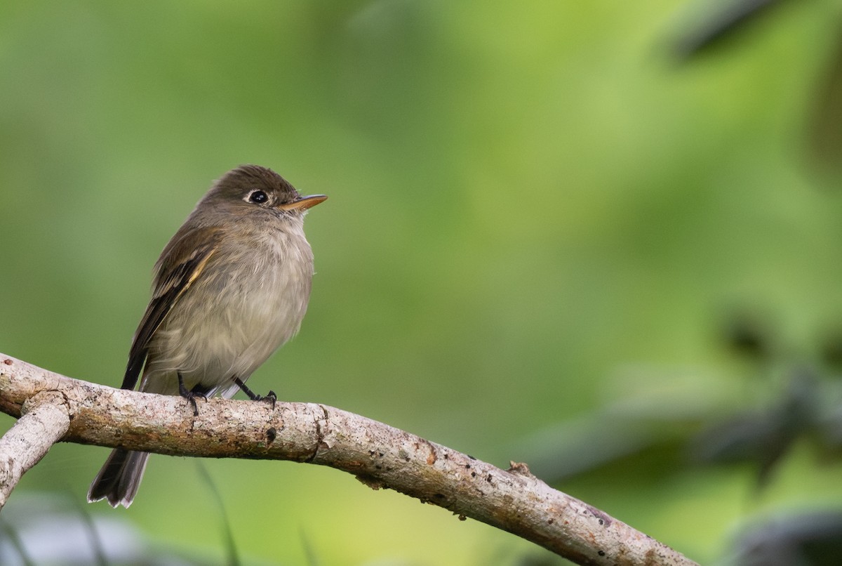 Küçük Boreal Sinekkapan - ML645124535