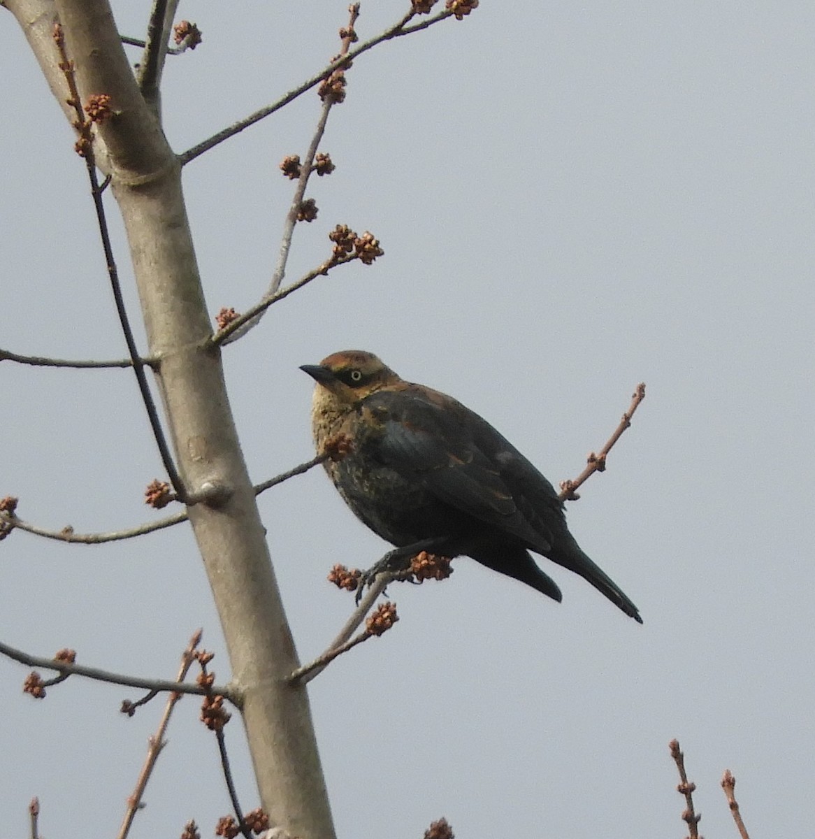 Rusty Blackbird - ML645124539