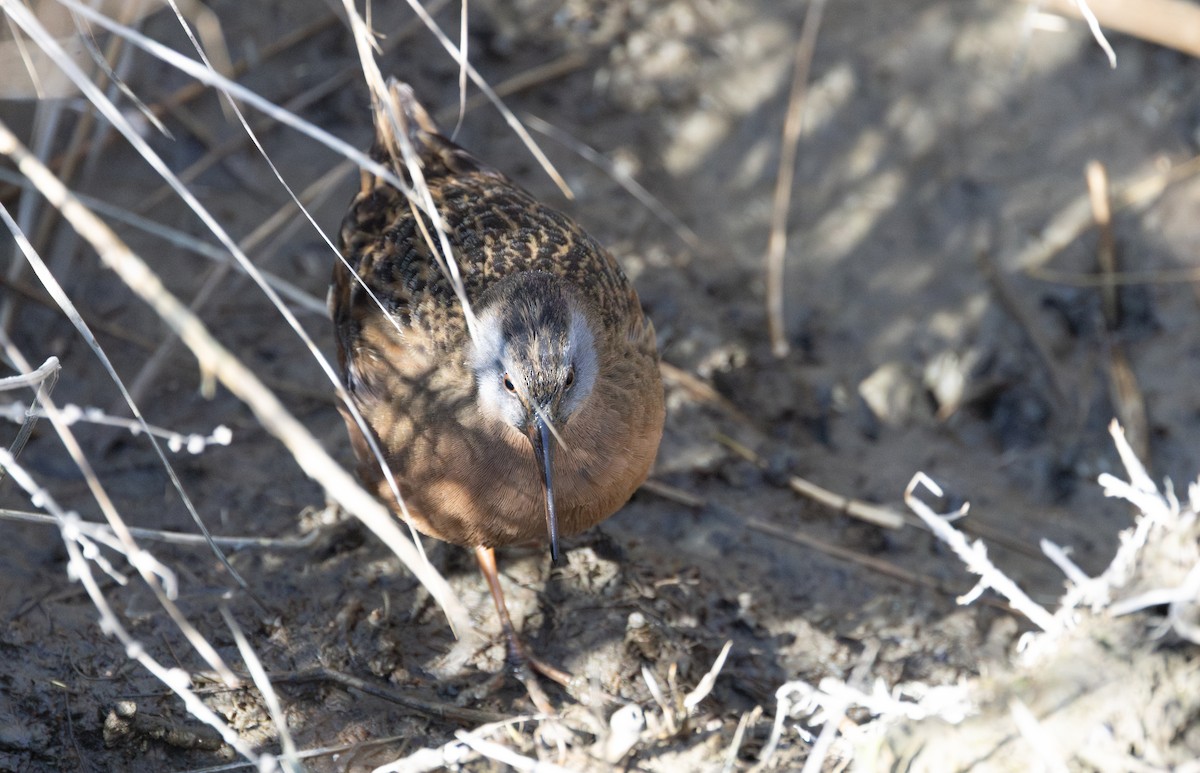 Virginia Rail - ML645124540