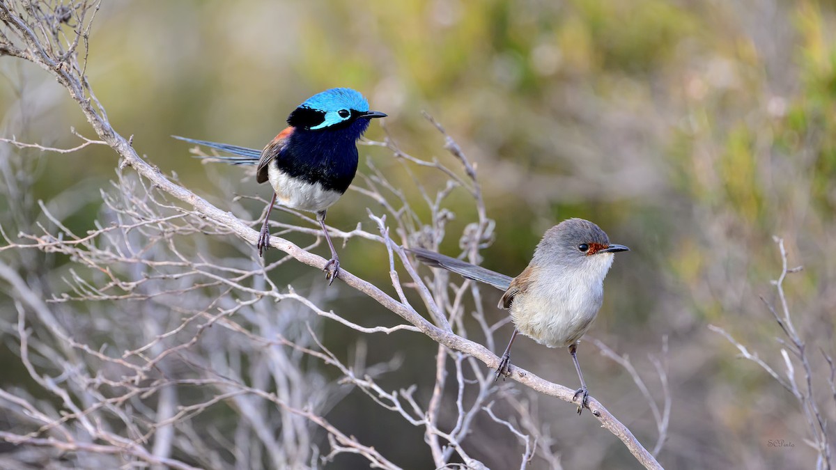 Red-winged Fairywren - ML645124549