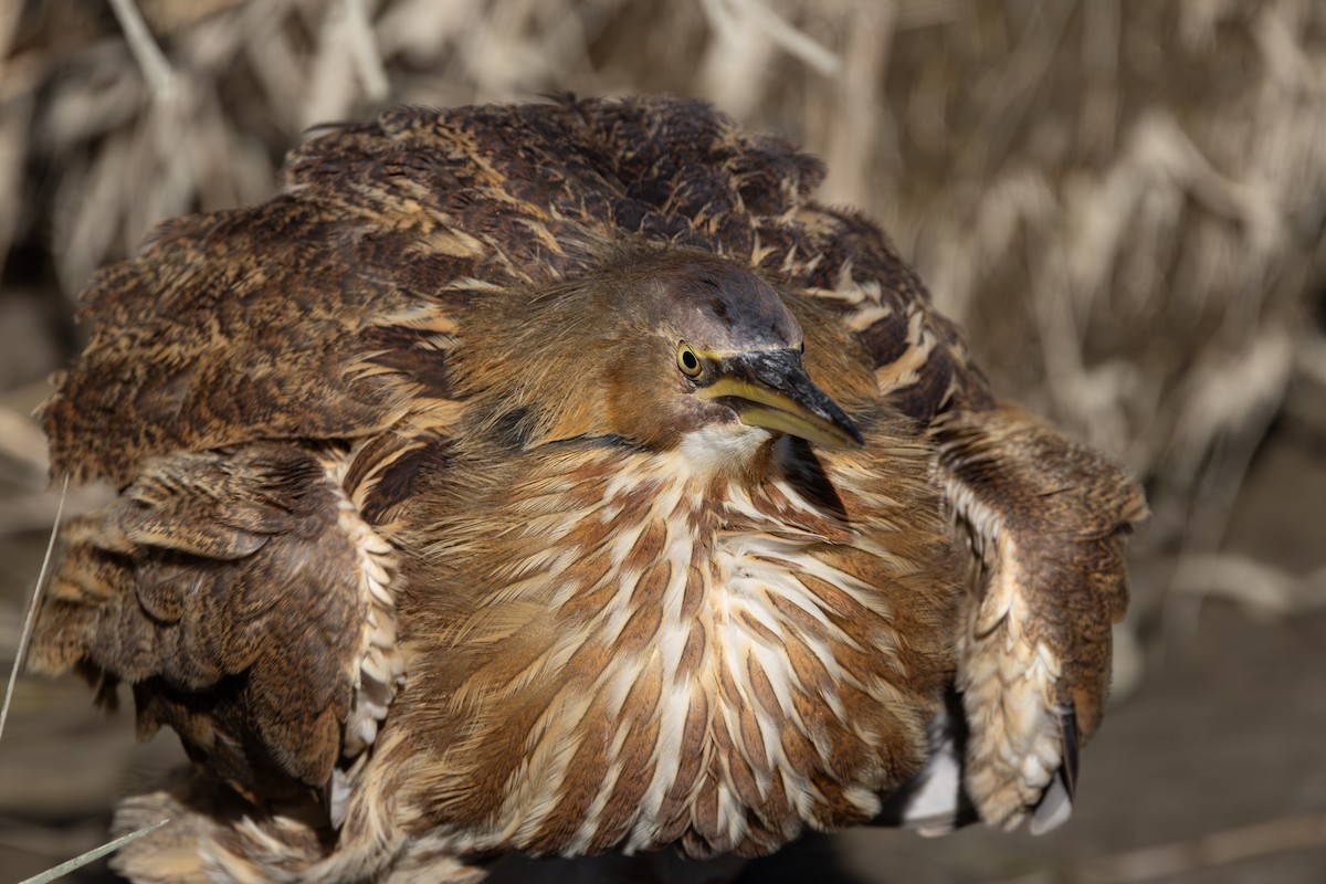 Amerika Balabanı - ML645124553