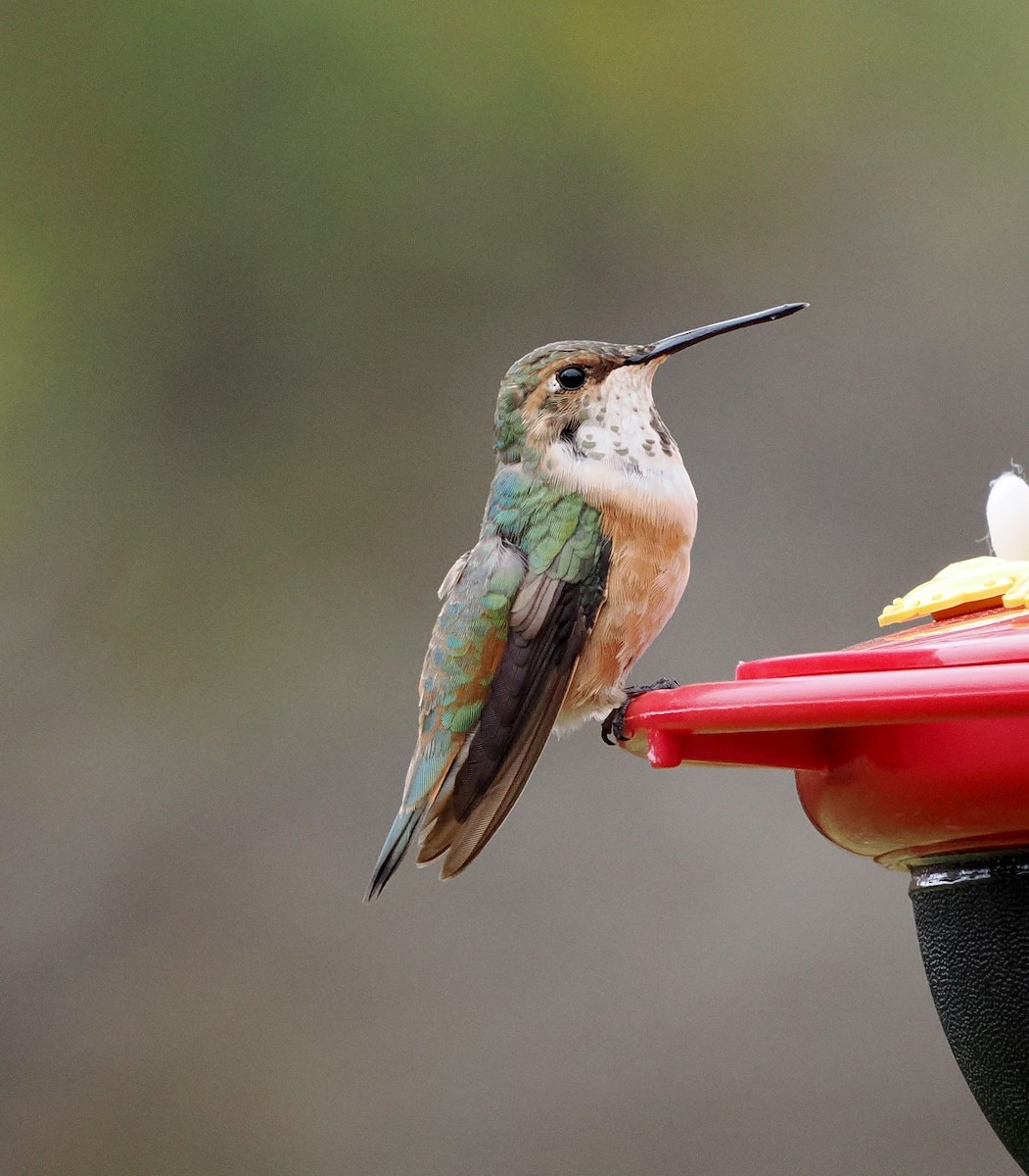 kalypta rezavolesklá - ML645124564