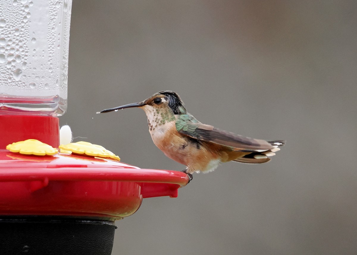 kalypta rezavolesklá - ML645124565