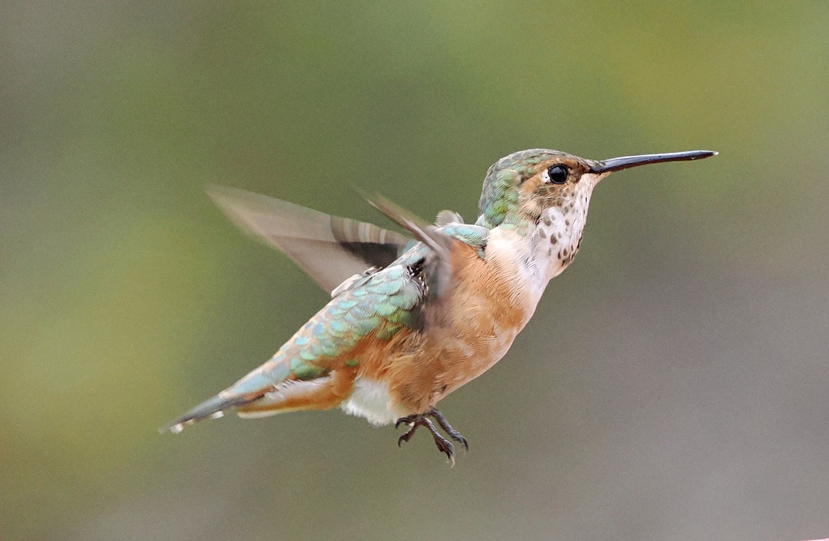 kalypta rezavolesklá - ML645124566