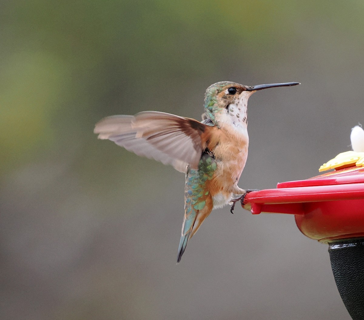 kalypta rezavolesklá - ML645124567