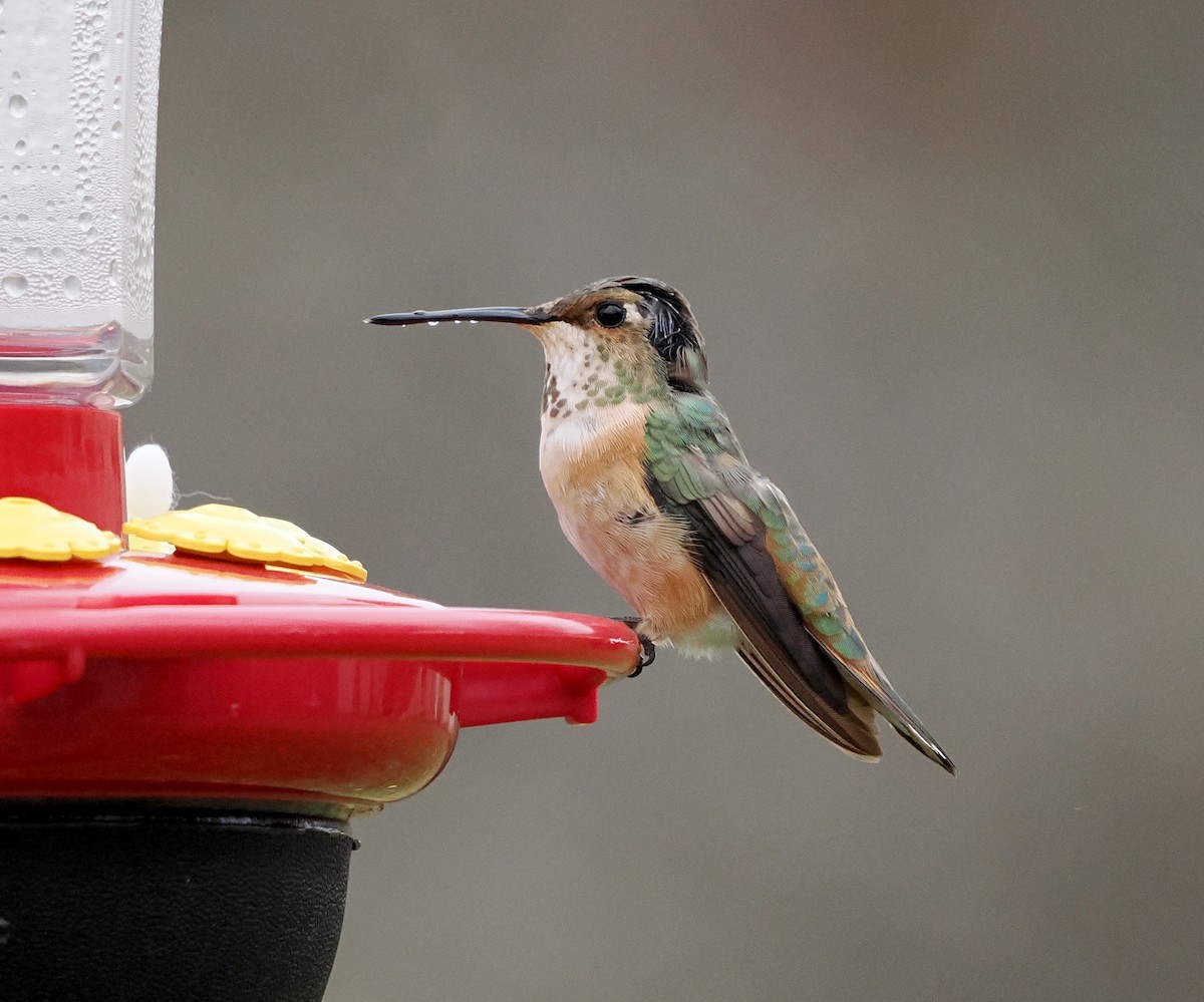 kalypta rezavolesklá - ML645124568