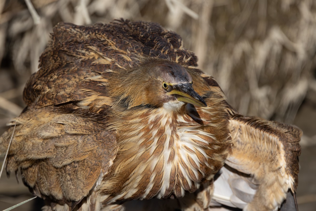 Amerika Balabanı - ML645124570