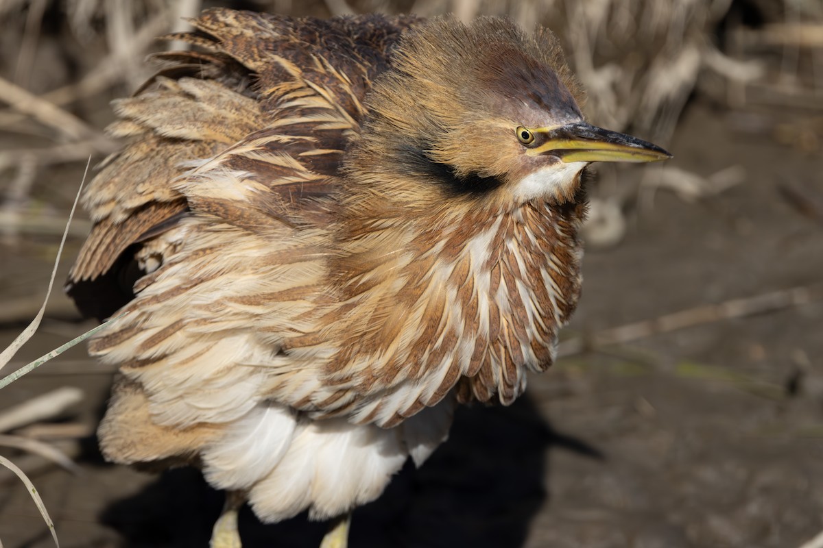 Amerika Balabanı - ML645124582